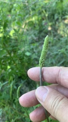Plantago urvillei