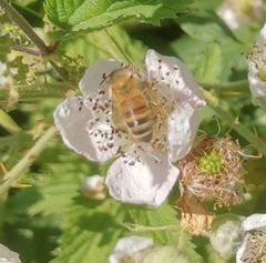Apis mellifera