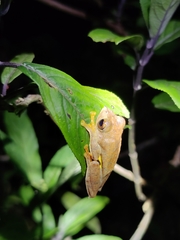 Rhacophorus subansiriensis