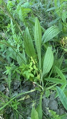 Plantago urvillei
