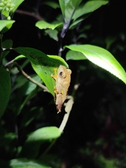 Rhacophorus subansiriensis