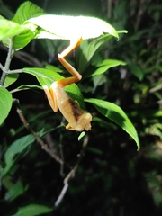 Rhacophorus subansiriensis