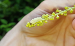 Celastrina neglectamajor