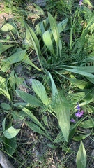 Plantago urvillei