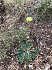 Crepis albida