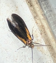 Mathildana newmanella