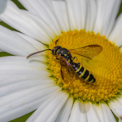 Sapyga centrata