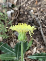 Crepis albida