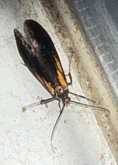 Mathildana newmanella