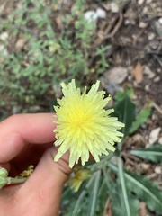 Crepis albida