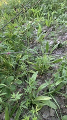 Plantago urvillei