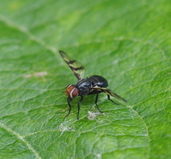 Otites rivularis