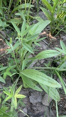 Plantago urvillei