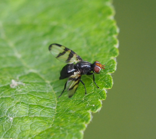 Systata rivularis