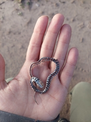 Erythrolamprus almadensis