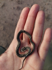 Erythrolamprus almadensis