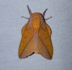 Syssphinx bisecta