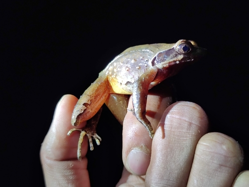 Xenophrys himalayana