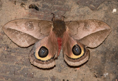 Automeris basalis