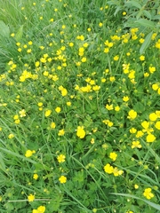 Ranunculus repens