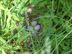 Junco