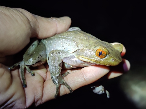 Robust Horned Frog, Xenophrys robusta