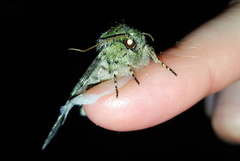 Macrurocampa marthesia