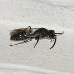 Myrmosidae