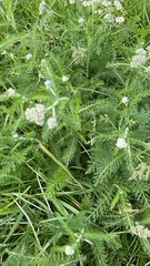 Achillea millefolium