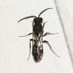 Myrmosidae