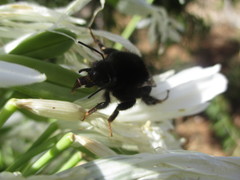 Bombus terrestris canariensis