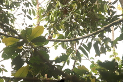 Prionops rufiventris