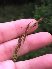 Rhynchospora inexpansa