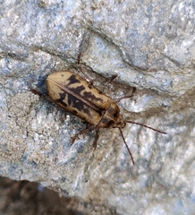 Dascillidae