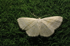 Scopula caricaria