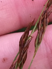 Rhynchospora inexpansa