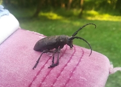 Lamia textor