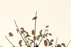 Prionops rufiventris