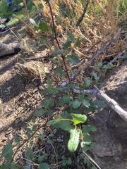 Muehlenbeckia hastulata