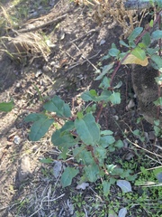 Muehlenbeckia hastulata