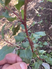 Muehlenbeckia hastulata