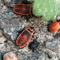 Pyrrhocoris apterus