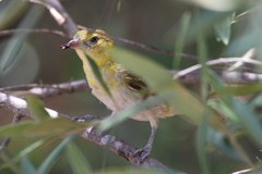 Ploceus intermedius cabanisii