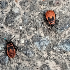 Pyrrhocoris apterus