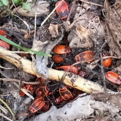 Pyrrhocoris apterus