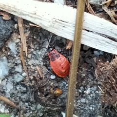 Pyrrhocoris apterus