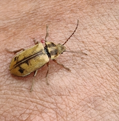 Dascillidae