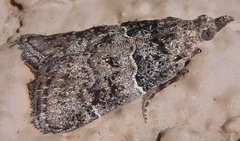 Satole ligniperdalis