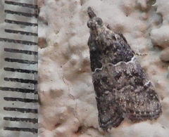 Satole ligniperdalis