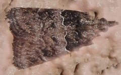 Satole ligniperdalis